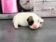 Chiots Bouledogue français