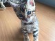 magnifique chatons bengal disponible