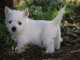 A donner chiots Westie Terrier