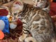 magnifique chatons bengal disponible