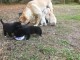 Adorable chiots Labrador Retriever