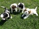 chiots cavalier king charles