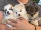 Chiots Pomsky disponible