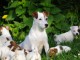 Donne très jolis chiots Jack Russell