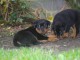 Superbe Rottweiler a donner contre bon soin