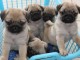 Chiots carlin disponibles 