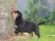 Superbe Rottweiler a donner