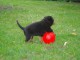 Superbe Rottweiler a donner