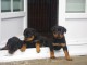 Superbe Rottweiler a donner