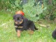 Superbe Rottweiler a donner