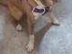 American Staffordshire