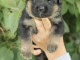 Chiots Berger allemand A DONNER nés le 19/06/2020.