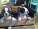 magnifique Chiots bouledogue Français