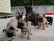 sublime Chiots bouledogue Français