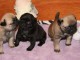 Très beaux Chiots bouledogue Français