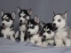 Magnifique chiots husky siberien