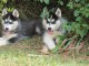 superbe chiots husky siberien