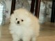 adorable chiots spitz nain