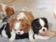 beaux chiots Cavalier King Charles