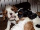superbe chiots Cavalier King Charles
