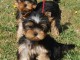 A donner sublime Chiots yorkshire