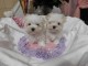 Magnifiques chiots bichon maltais