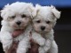 très Beaux  chiots bichon maltais