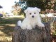 sublime chiots bichon maltais