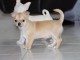 adorable chiots chihuahua