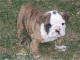 sublime chiots bulldog anglais