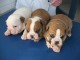 Jolie chiots bulldog anglais