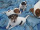 superbe chiot type jack russell