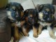 Superbes chiots Berger Allemand