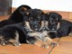 Mimi chiots Berger Allemand pure race LOF