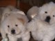 adorable Chiots chow chow