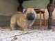 Très Baux Chiots chow chow