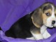 jolie chiots beagle disponible