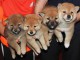 chiots shiba inu disponible