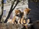 sublime chiots shiba inu