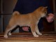 superbe chiots shiba inu