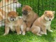 magnifique chiots shiba inu