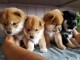 Chiots shiba inu disponible