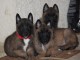 chiots Berger Malinois lof