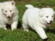 Adorable chiots golden retriever