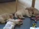 splendide chiots golden retriever