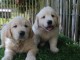 chiots golden retriever