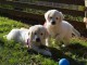 chiots golden retriever LOF