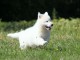 bébés chiots berger Blanc suisse