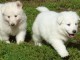 chiots berger Blanc suisse