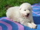 splendide chiots berger Blanc suisse